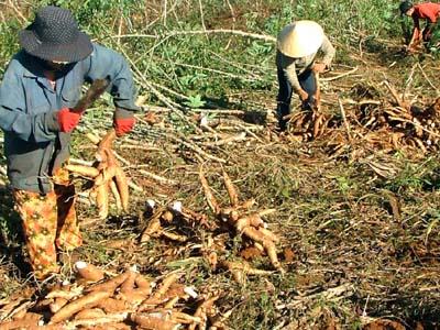 ການສົ່ງອອກມັນຕົ້ນບັນລຸເກືອບ 1 ຕື້ USD